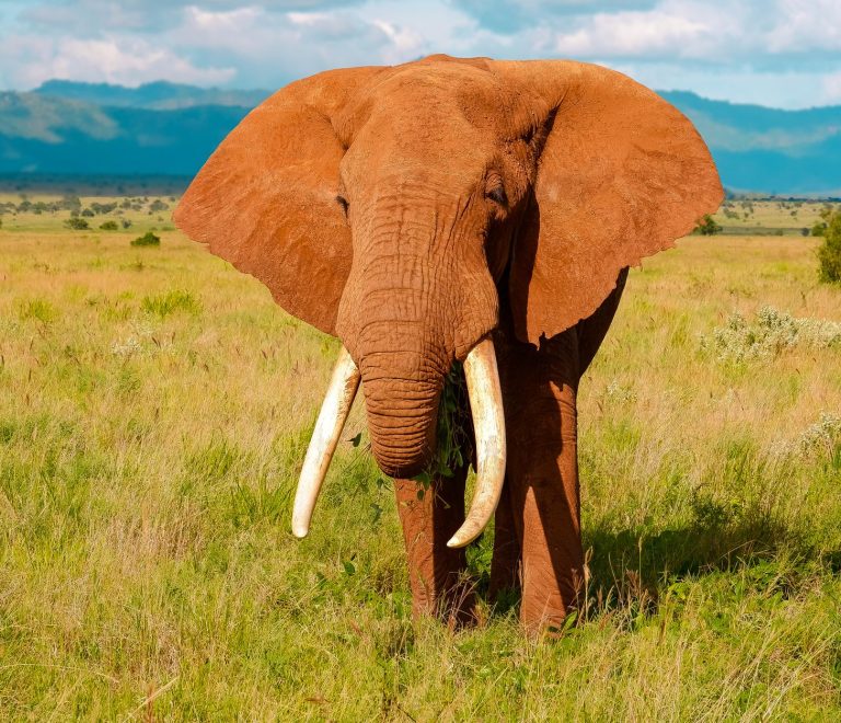 Tsavo Safari Can I Self Drive? 4x4 Rules and Tips -- Photo by Flavio Vallone on Pexels
