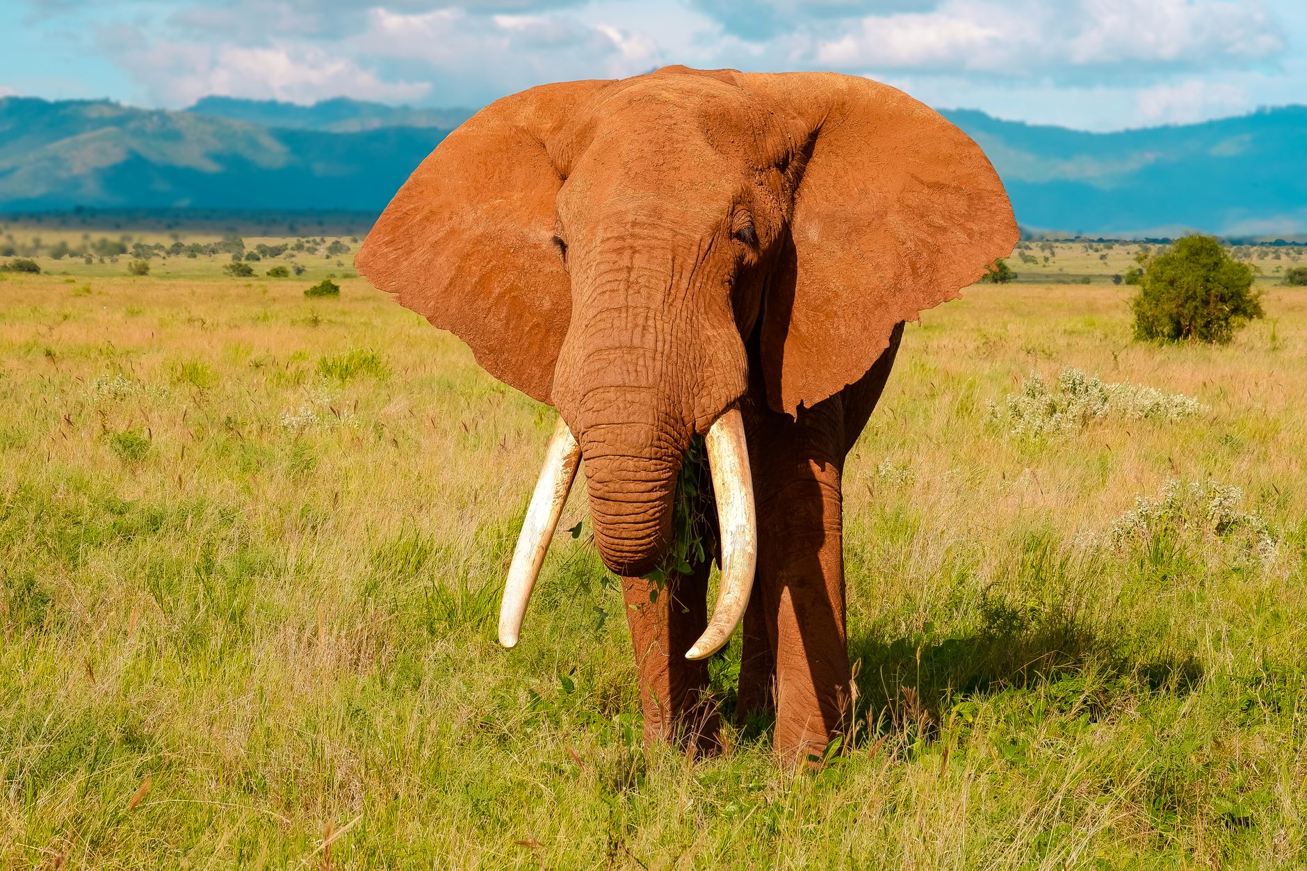 Tsavo Safari Can I Self Drive? 4x4 Rules and Tips -- Photo by Flavio Vallone on Pexels