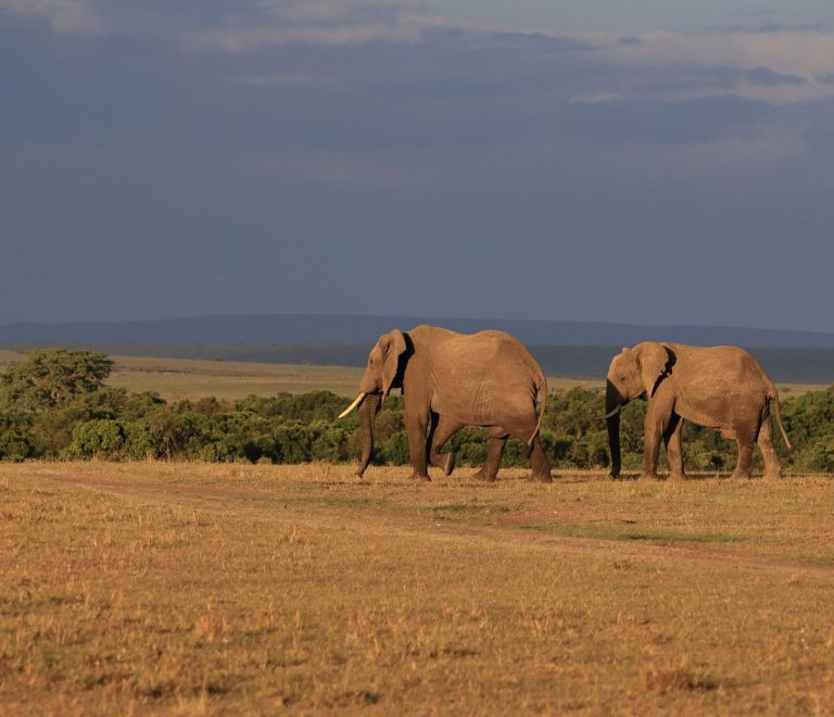 Best Time to Visit Kenya for Catalan Speakers -- Photo by Wladimir Kühne on Pexels