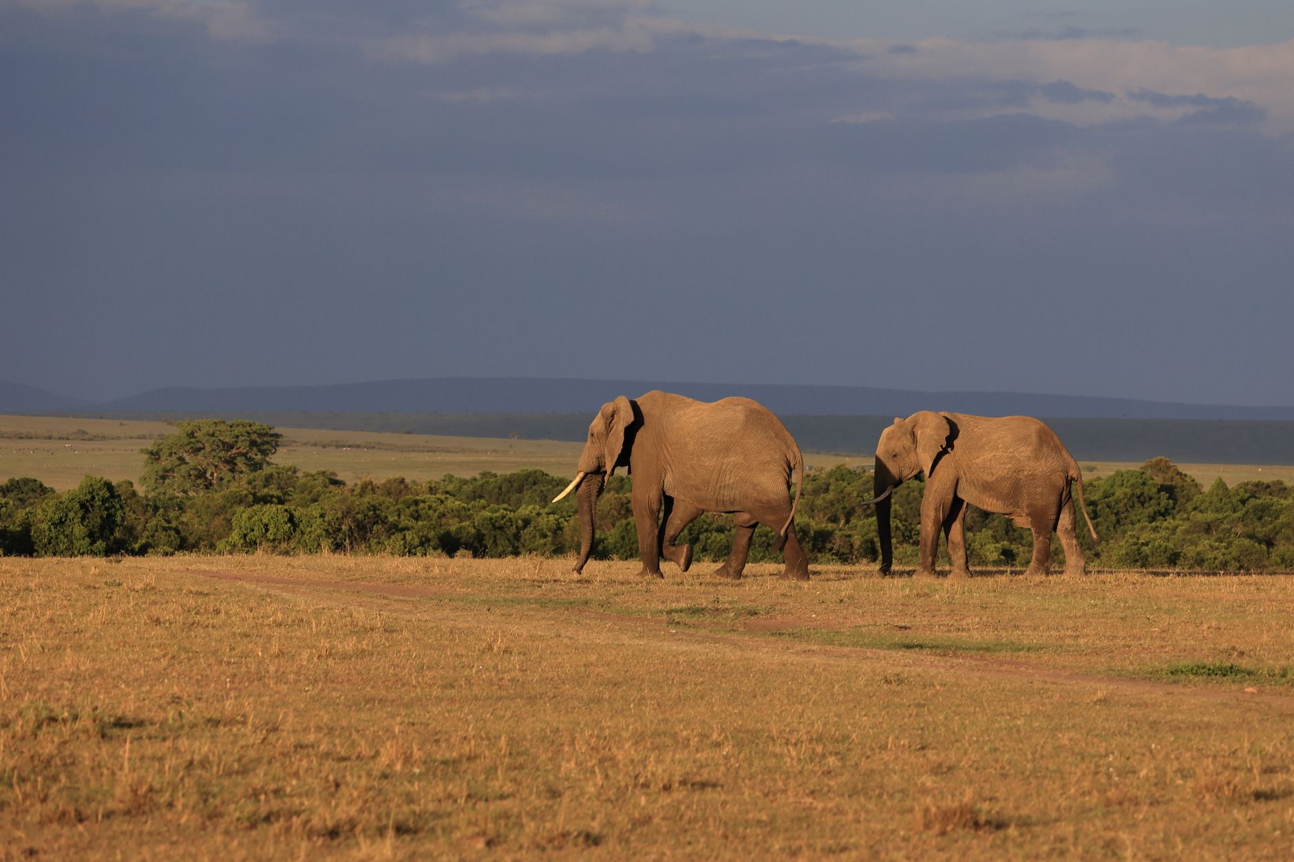 Best Time to Visit Kenya for Catalan Speakers -- Photo by Wladimir Kühne on Pexels