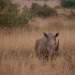 Are Safari Tents Safe in Thunderstorms? What to Do -- Photo by Twilight Kenya on Pexels