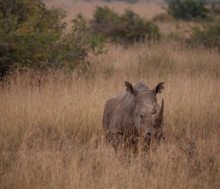 Are Safari Tents Safe in Thunderstorms? What to Do -- Photo by Twilight Kenya on Pexels