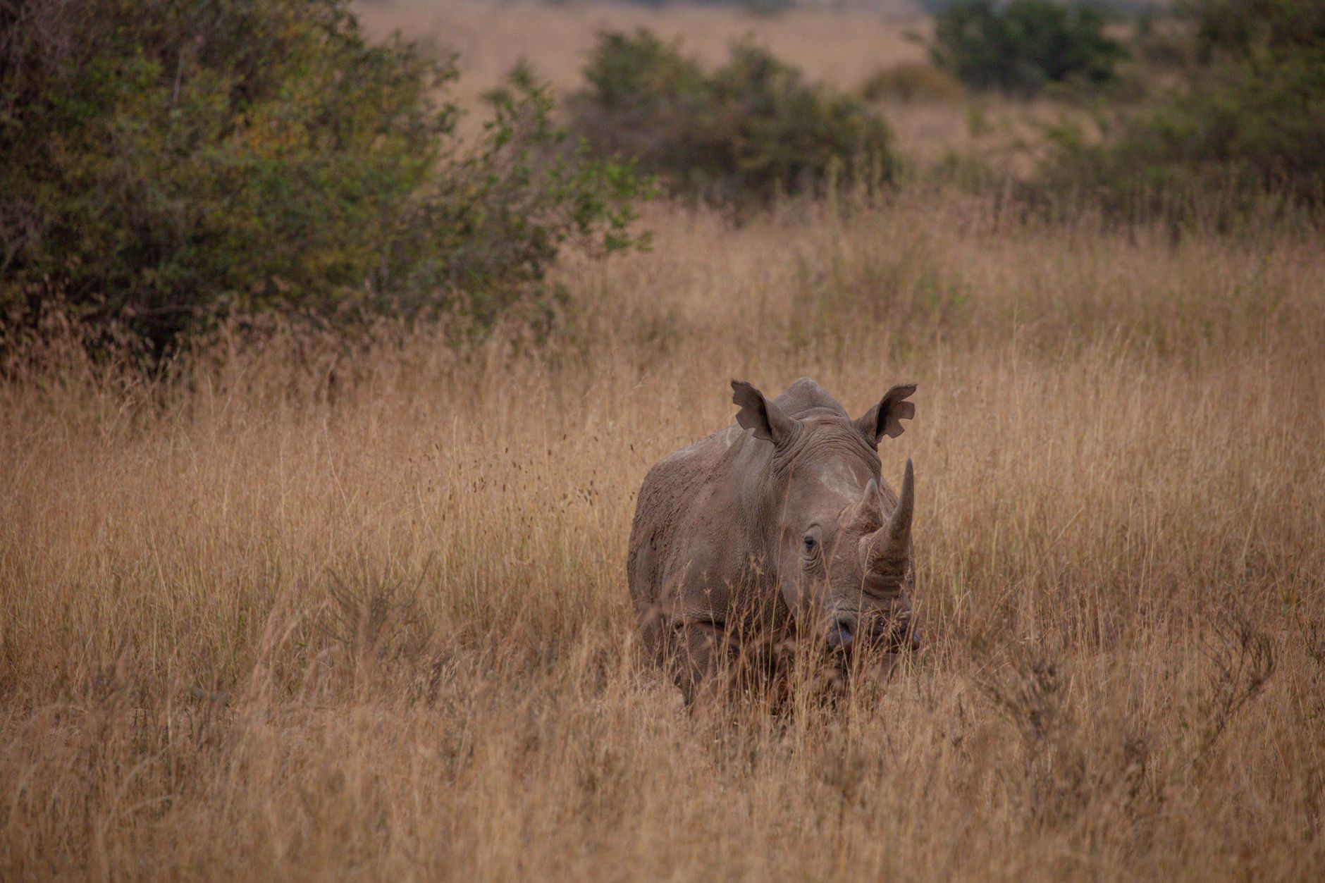 Are Safari Tents Safe in Thunderstorms? What to Do -- Photo by Twilight Kenya on Pexels