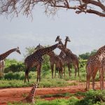 Tsavo East Safari from Mombasa: 2-Day Wildlife Escape -- Photo by Flavio Vallone on Pexels