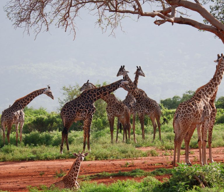 Tsavo East Safari from Mombasa: 2-Day Wildlife Escape -- Photo by Flavio Vallone on Pexels