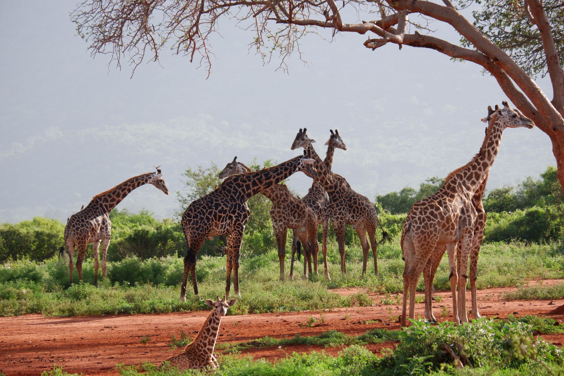 Tsavo East Safari from Mombasa: 2-Day Wildlife Escape -- Photo by Flavio Vallone on Pexels