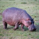 How Much Does a Ol Pejeta Safari Cost? 2026 Guide -- Photo by Hugo Sykes on Pexels