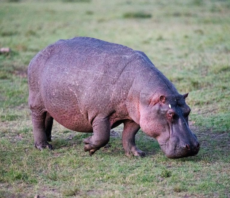 How Much Does a Ol Pejeta Safari Cost? 2026 Guide -- Photo by Hugo Sykes on Pexels
