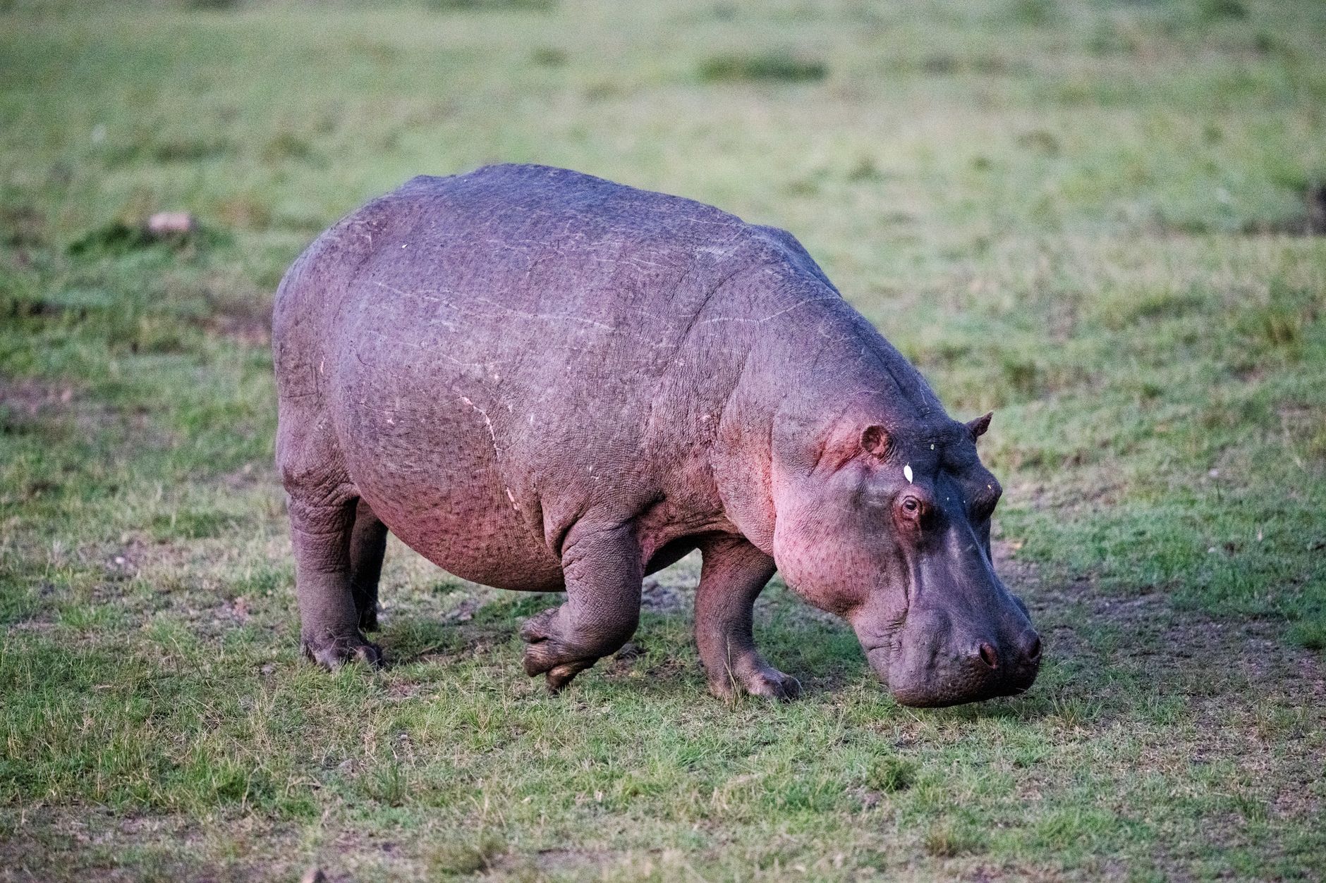 How Much Does a Ol Pejeta Safari Cost? 2026 Guide -- Photo by Hugo Sykes on Pexels