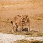 Amboseli Safari Budget Breakdown: 3-Day Costs -- Photo by Sara Sukosd on Pexels