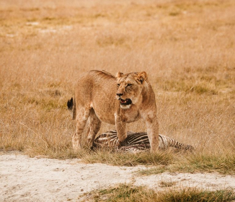 Amboseli Safari Budget Breakdown: 3-Day Costs -- Photo by Sara Sukosd on Pexels