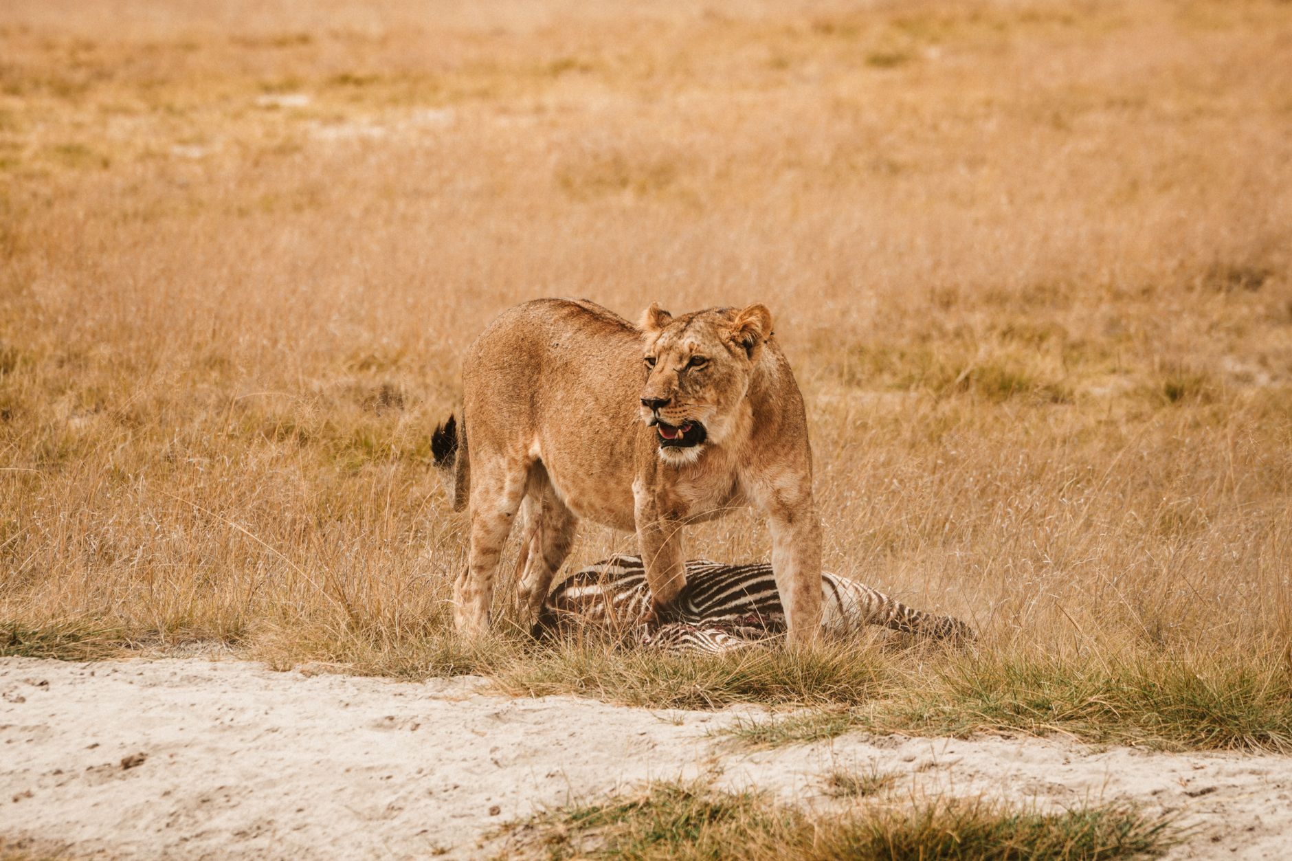 Amboseli Safari Budget Breakdown: 3-Day Costs -- Photo by Sara Sukosd on Pexels