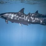 Wasini Island Dolphin Watching and Dhow Tours: 1 Day -- Photo by Raven Domingo on Pexels
