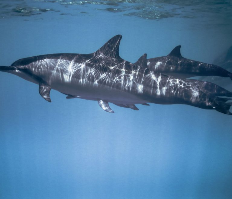 Wasini Island Dolphin Watching and Dhow Tours: 1 Day -- Photo by Raven Domingo on Pexels