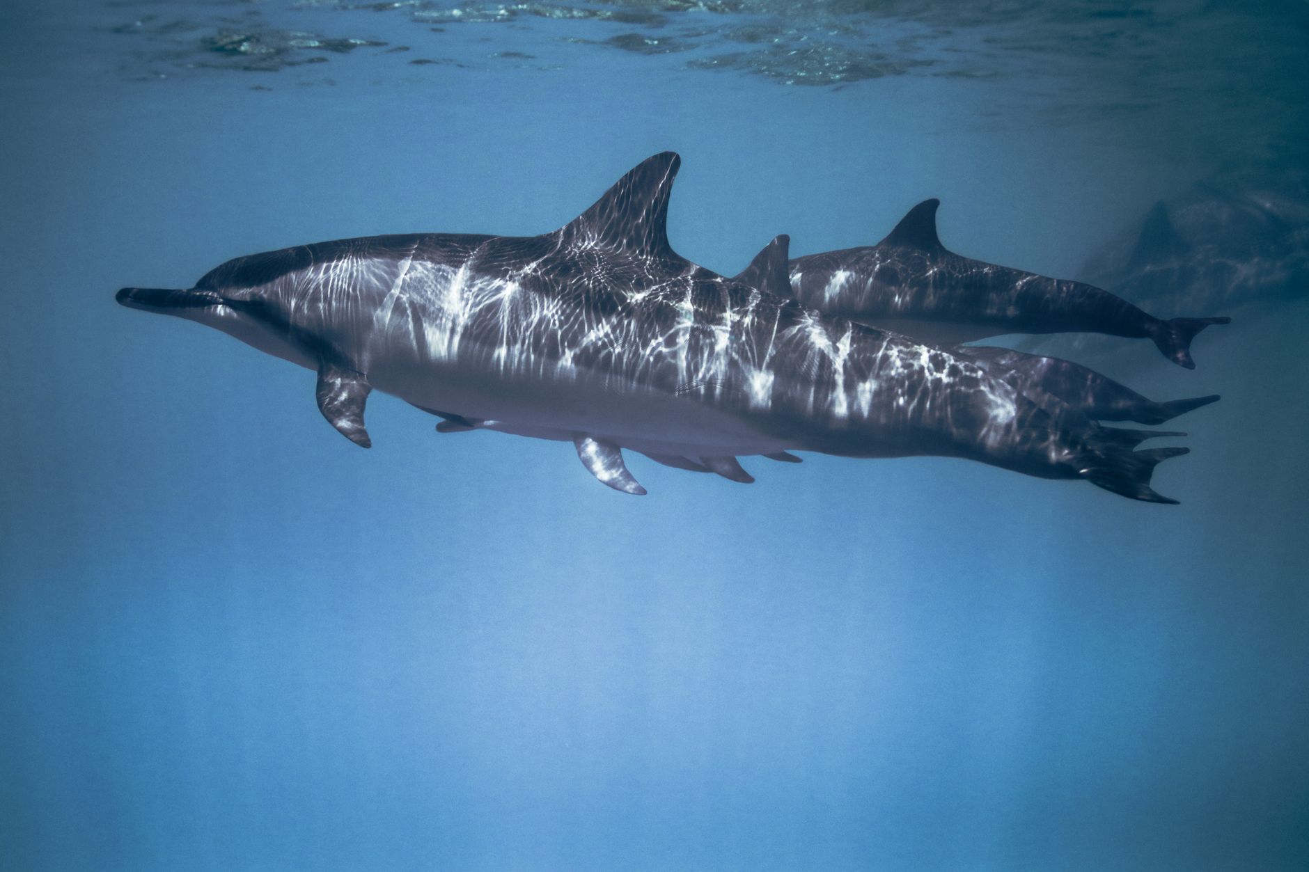Wasini Island Dolphin Watching and Dhow Tours: 1 Day -- Photo by Raven Domingo on Pexels