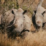 Black Rhino vs White Rhino How to Tell Them Apart by the Lip -- Photo by Chané Bruwer on Pexels