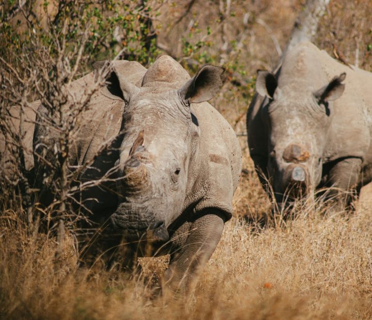 Black Rhino vs White Rhino How to Tell Them Apart by the Lip -- Photo by Chané Bruwer on Pexels