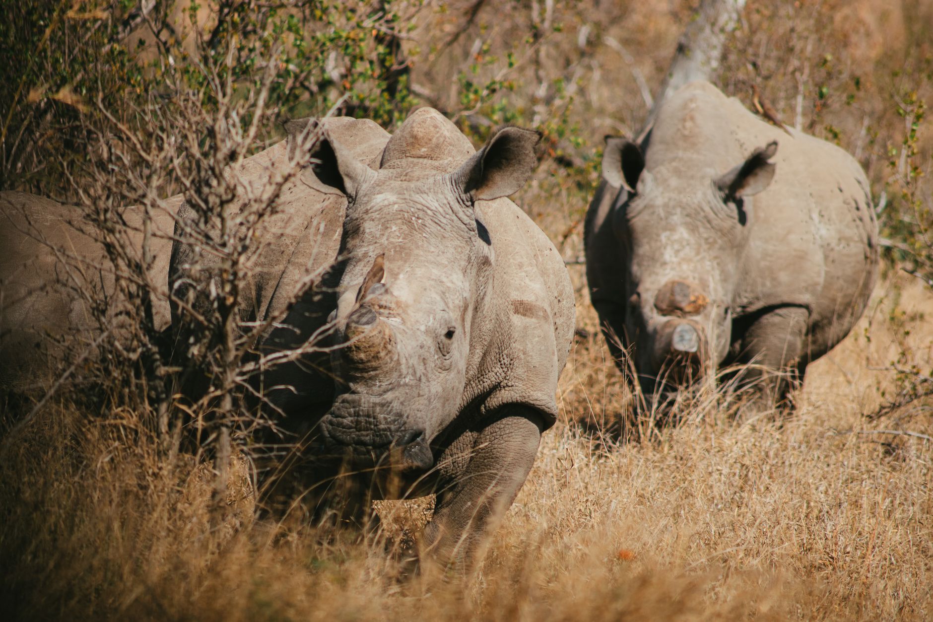 Black Rhino vs White Rhino How to Tell Them Apart by the Lip -- Photo by Chané Bruwer on Pexels