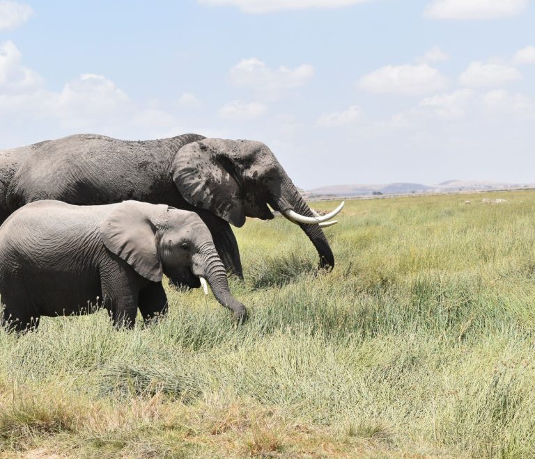 Kenya safari packing list for Spanish speakers: pack light -- Photo by Lucie Burlet on Pexels