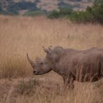Kenya Safari Guide for Hindi Speakers: eTA and Costs -- Photo by Twilight Kenya on Pexels