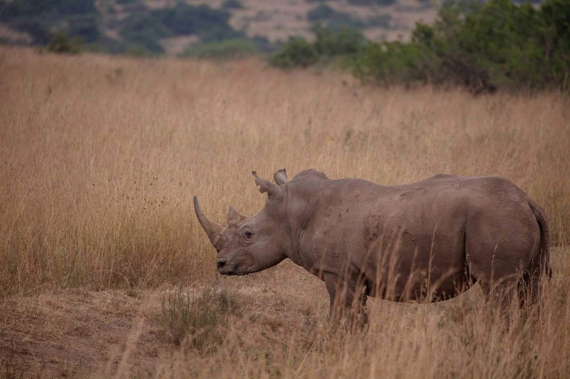 Kenya Safari Guide for Hindi Speakers: eTA and Costs -- Photo by Twilight Kenya on Pexels
