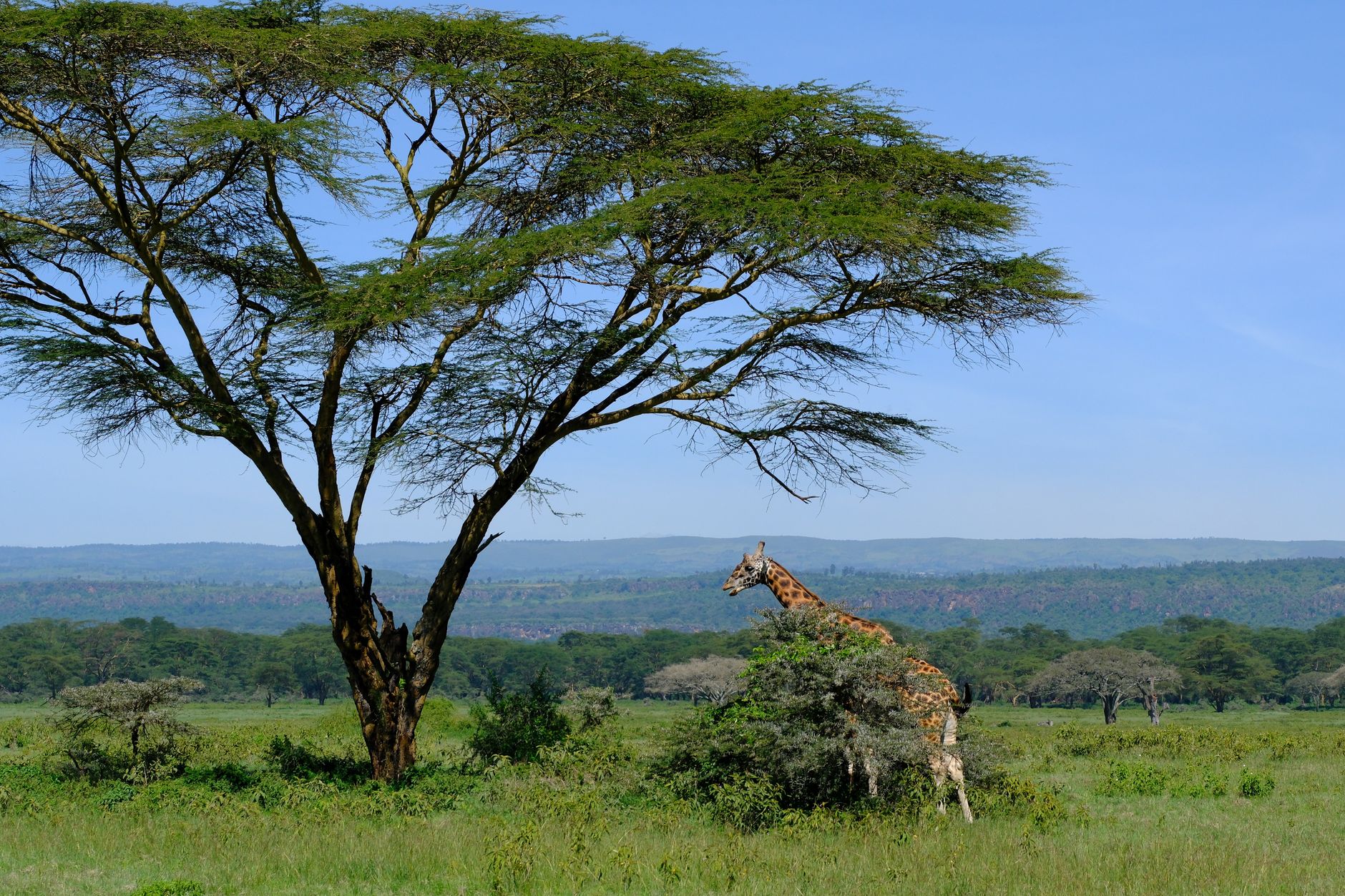 Kenya Safari Guide for Gujarati Speakers: Costs -- Photo by Mary Rose Relente on Pexels