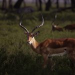 Best 7-10 Day Kenya Safari Itinerary for French Speakers -- Photo by Dipinder Rainu on Pexels