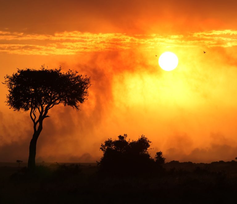 Masai Mara Safari Night Photography: Settings & Ethics -- Photo by Image Noise on Pexels