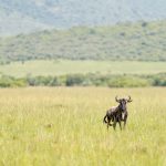 Masai Mara Safari Photography Settings: Get Sharp Wildlife -- Photo by Hugo Sykes on Pexels