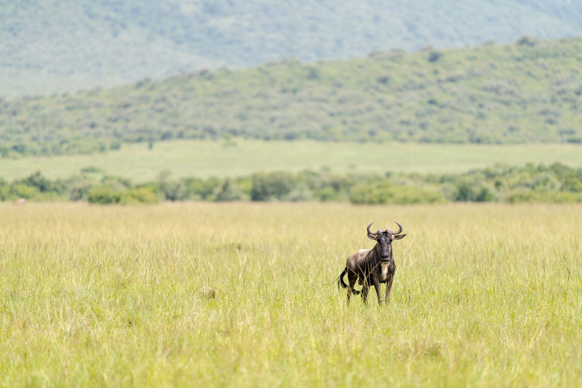 Masai Mara Safari Photography Settings: Get Sharp Wildlife -- Photo by Hugo Sykes on Pexels