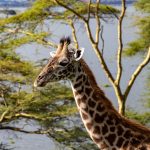 Great Rift Valley Viewpoints Nairobi to Masai Mara Road: Map -- Photo by Mr Sketch on Pexels
