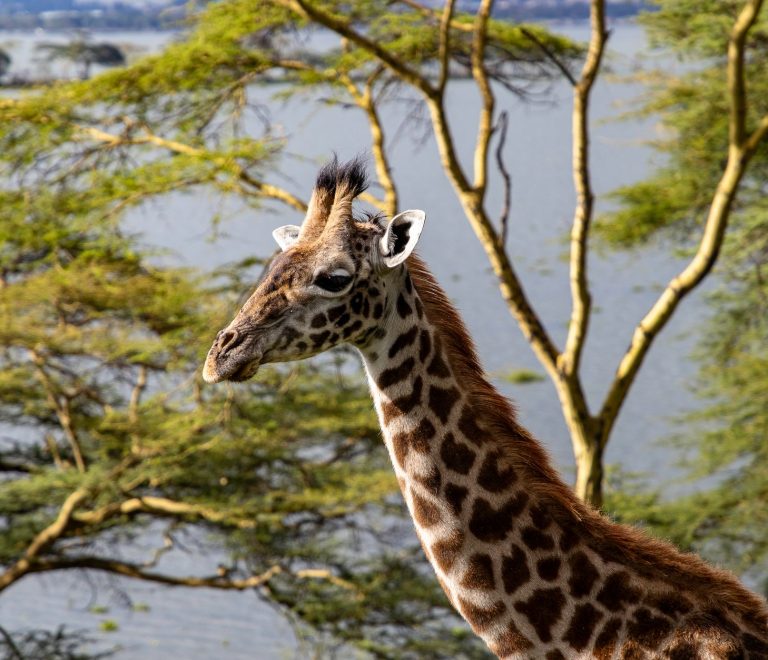 Great Rift Valley Viewpoints Nairobi to Masai Mara Road: Map -- Photo by Mr Sketch on Pexels