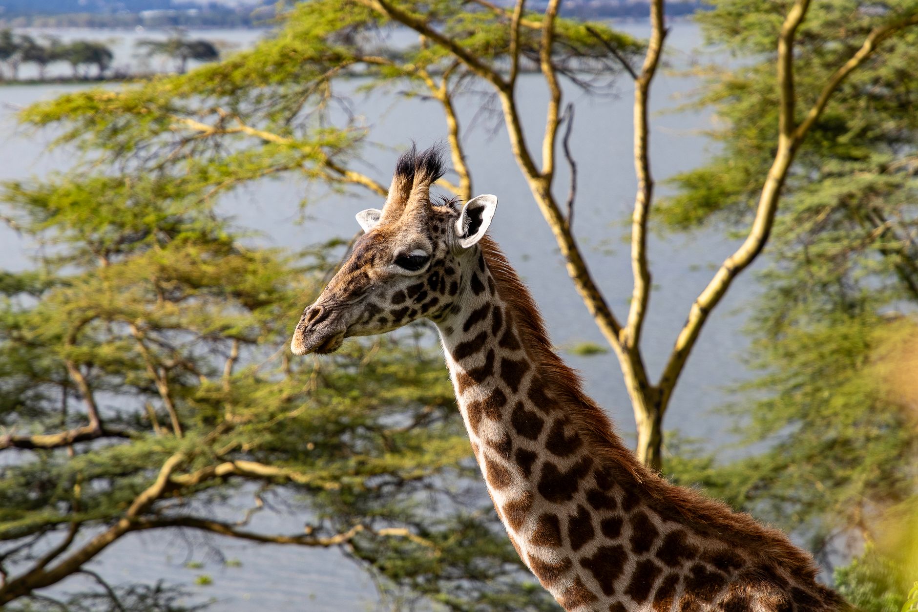 Great Rift Valley Viewpoints Nairobi to Masai Mara Road: Map -- Photo by Mr Sketch on Pexels