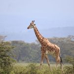 Kenya Safari Guide for Ilocano Speakers: Plan Easily -- Photo by Eddy Odingo Odira on Pexels