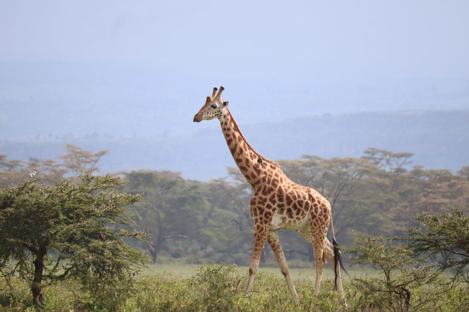 Kenya Safari Guide for Ilocano Speakers: Plan Easily -- Photo by Eddy Odingo Odira on Pexels