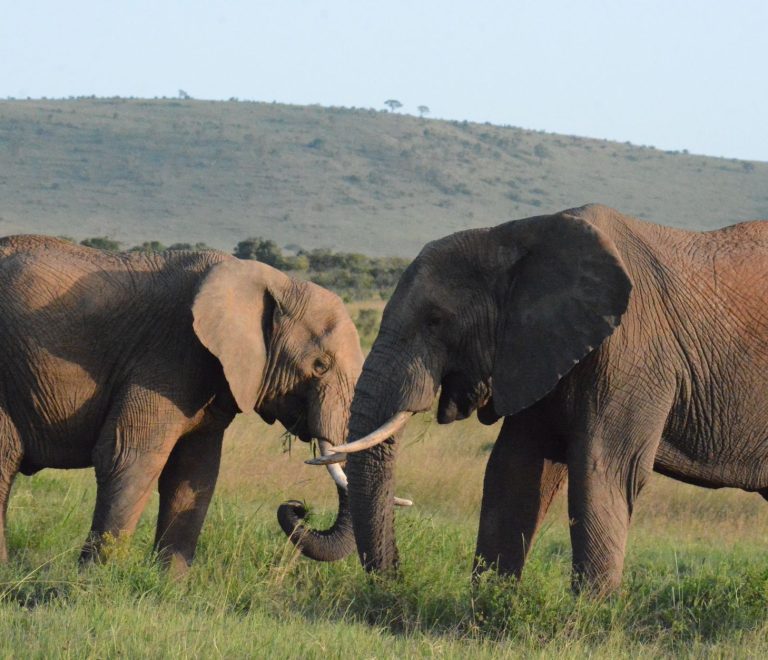 Kenya Safari Planning for Hebrew Speakers | TouringInsights -- Photo by John Mburu on Pexels