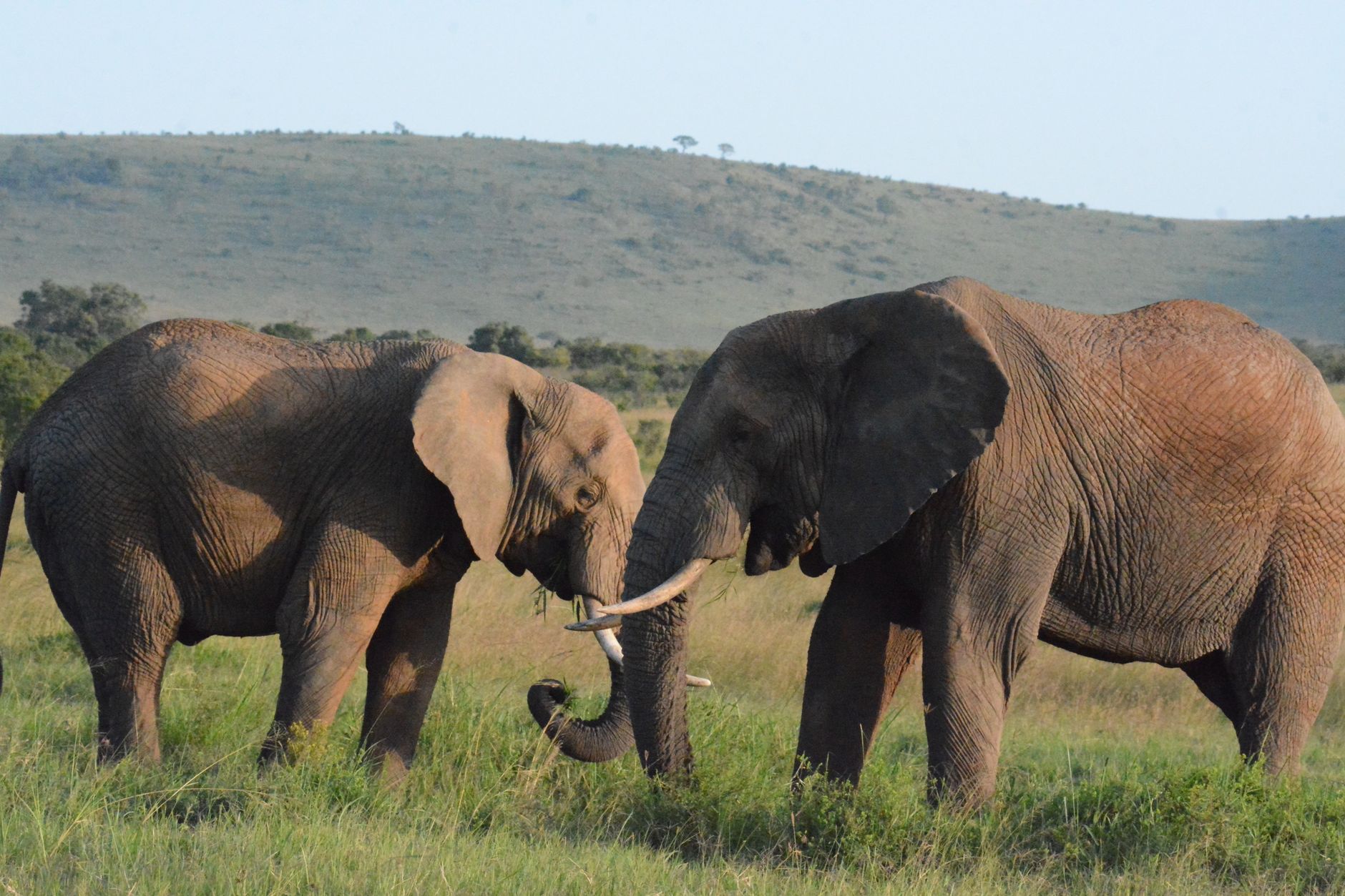 Kenya Safari Planning for Hebrew Speakers | TouringInsights -- Photo by John Mburu on Pexels