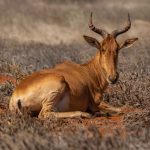 Tsavo Season by Season: Best Months for Wildlife -- Photo by Vishva Patel on Pexels