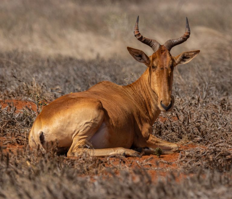 Tsavo Season by Season: Best Months for Wildlife -- Photo by Vishva Patel on Pexels