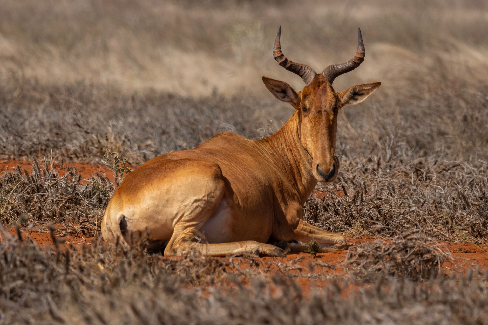 Tsavo Season by Season: Best Months for Wildlife -- Photo by Vishva Patel on Pexels