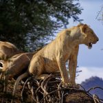 Samburu Safari Community Conservancies Explained -- Photo by Gil DAIX on Pexels