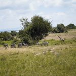 Kenya Safari Cost for Italian Speakers: $2,500+ -- Photo by Princely Pixels on Pexels