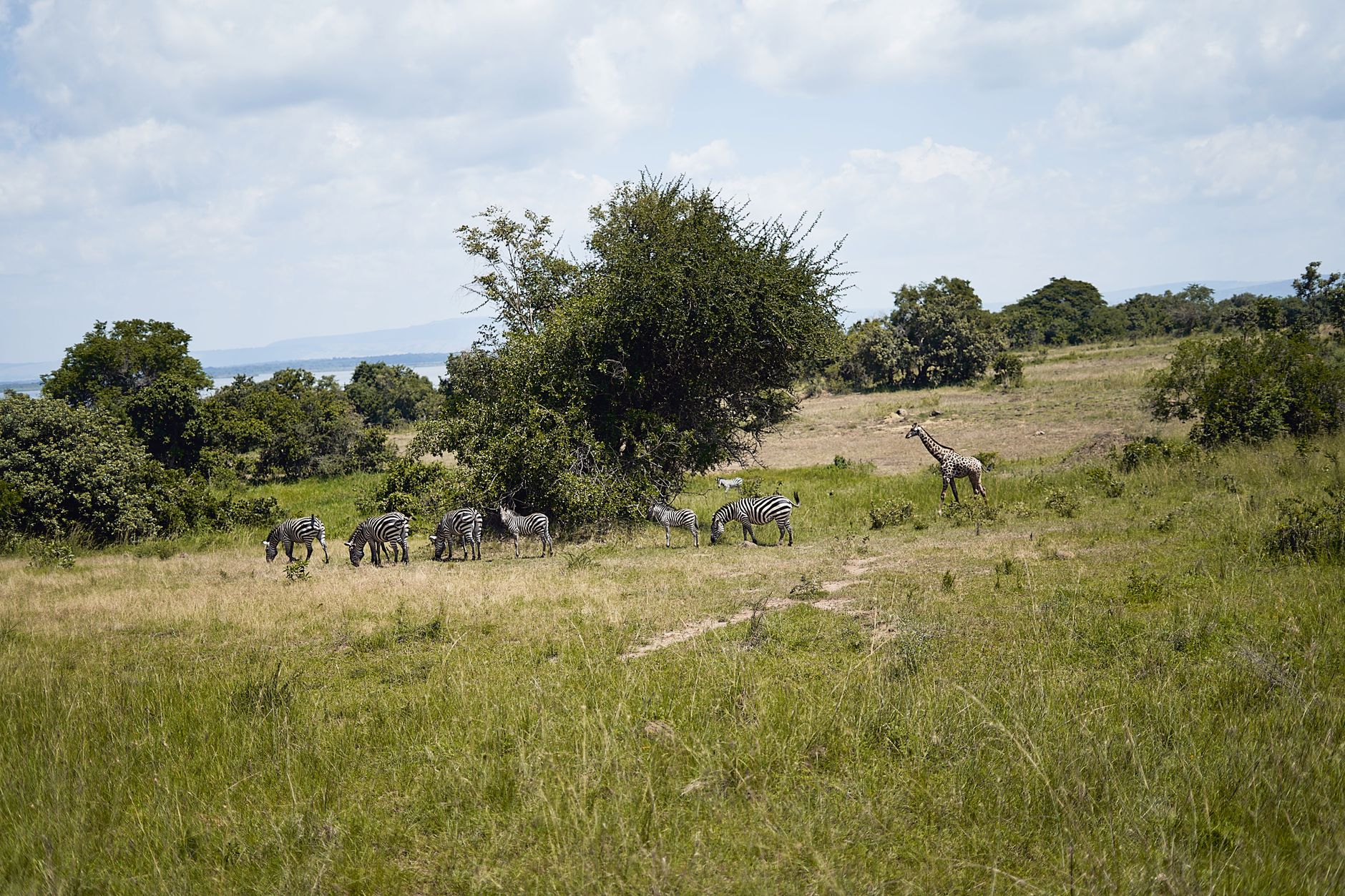 Kenya Safari Cost for Italian Speakers: $2,500+ -- Photo by Princely Pixels on Pexels