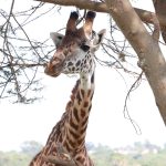 Kenya safari cost for Spanish speakers: 5-day prices -- Photo by Isiye Essy on Pexels