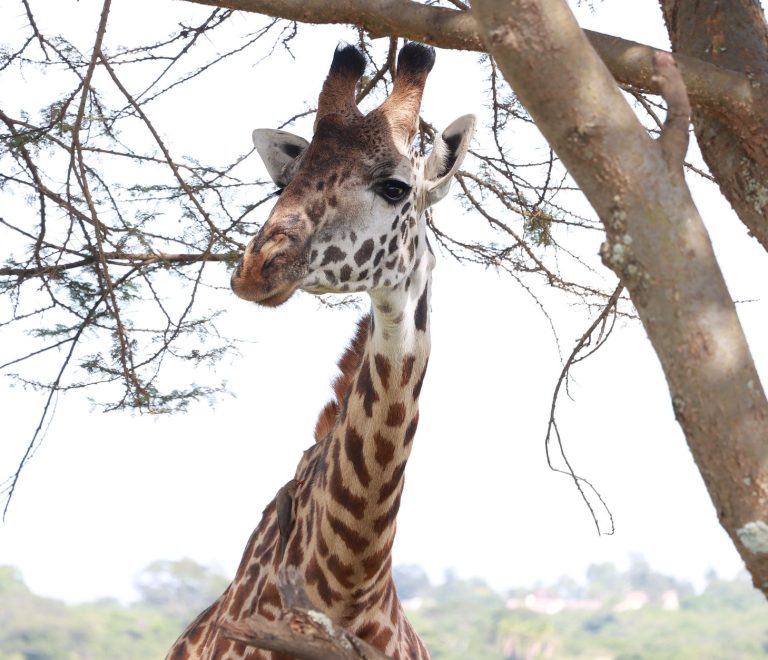 Kenya safari cost for Spanish speakers: 5-day prices -- Photo by Isiye Essy on Pexels