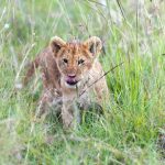 Kenya Safari Planning for Luganda Speakers: EAC Guide -- Photo by Hugo Sykes on Pexels