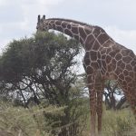Kenya Safari Planning for Azerbaijani Speakers | TouringInsights -- Photo by John Mburu on Pexels