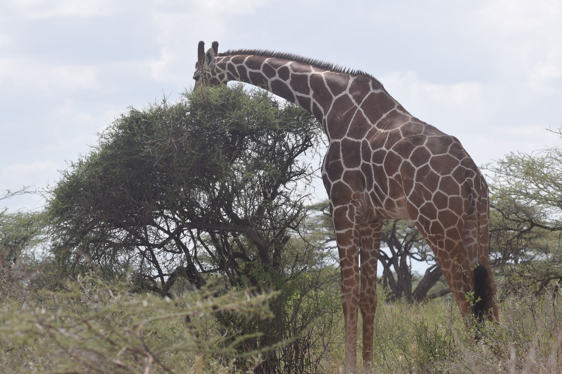 Kenya Safari Planning for Azerbaijani Speakers | TouringInsights -- Photo by John Mburu on Pexels