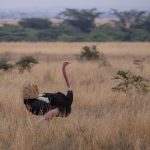 Where to Stay in Ol Pejeta: Camps and Lodges Compared -- Photo by Twilight Kenya on Pexels