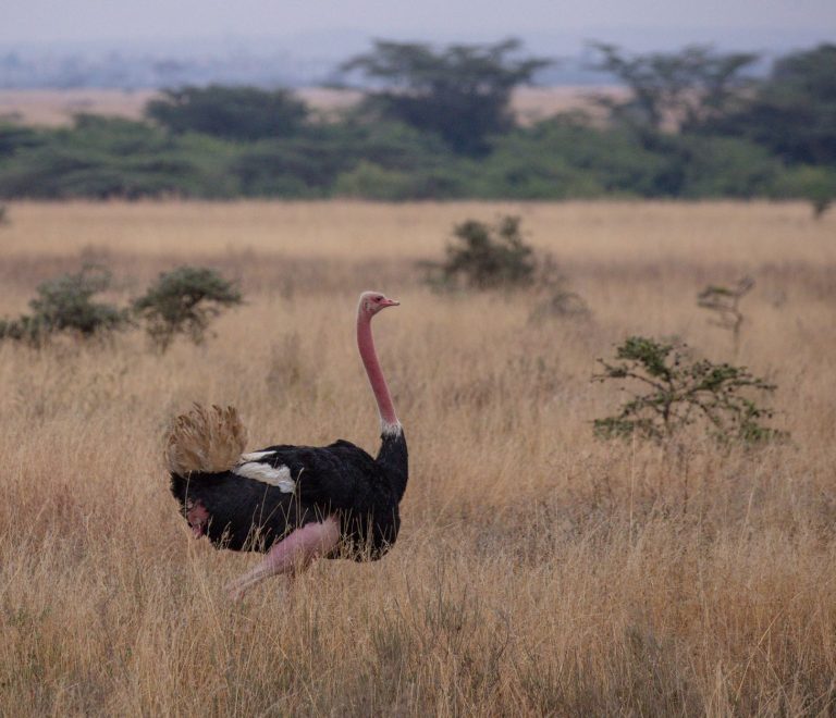 Where to Stay in Ol Pejeta: Camps and Lodges Compared -- Photo by Twilight Kenya on Pexels